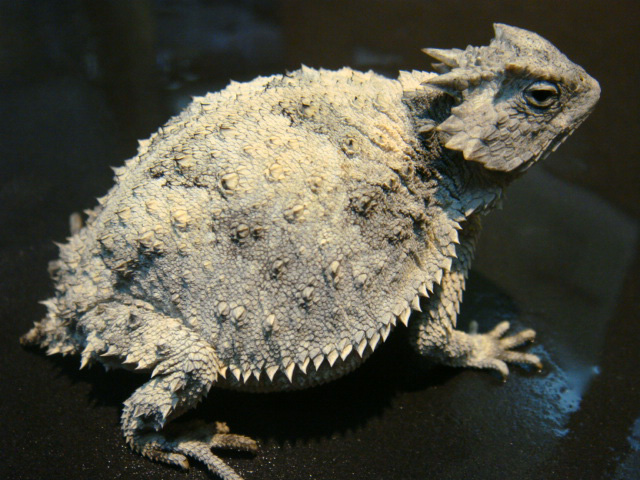 ブラコルニエリツノトカゲ