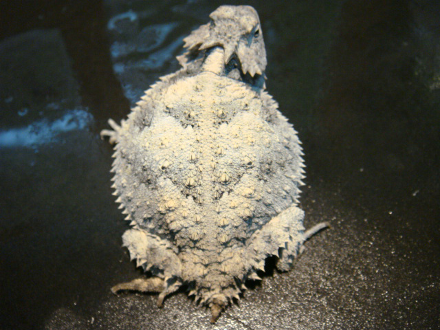 ブラコルニエリツノトカゲ(2)