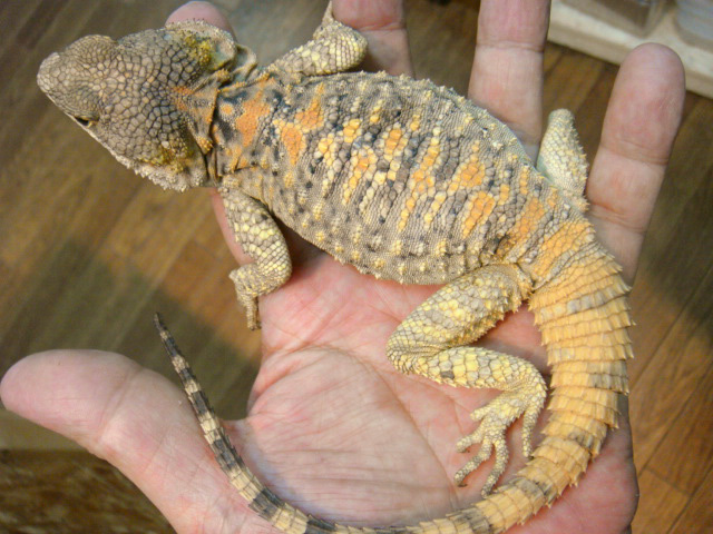 イロヌリアガマ(4)