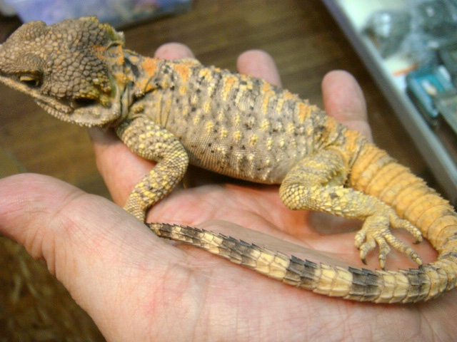 イロヌリアガマ(5)