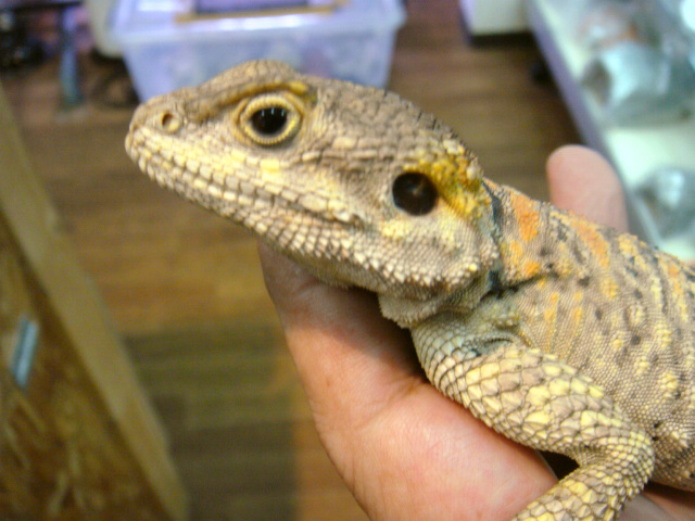 イロヌリアガマ(6)