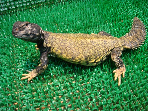 マリトゲオアガマ(9)