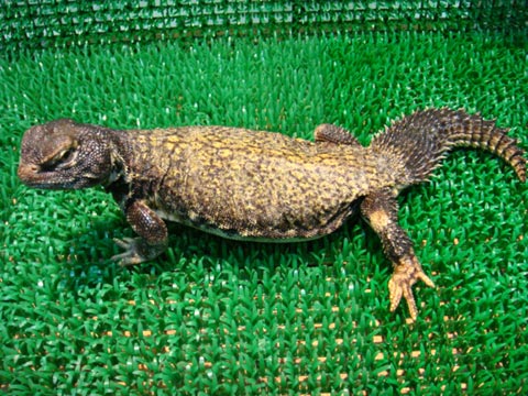 マリトゲオアガマ(10)