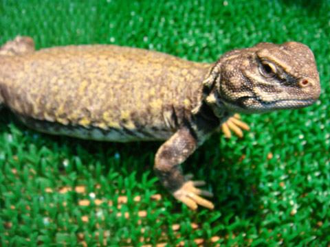 マリトゲオアガマ(11)