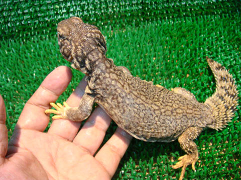 マリトゲオアガマ(12)