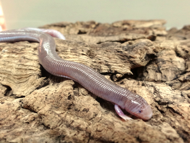 ヨツユビアホロテトカゲ