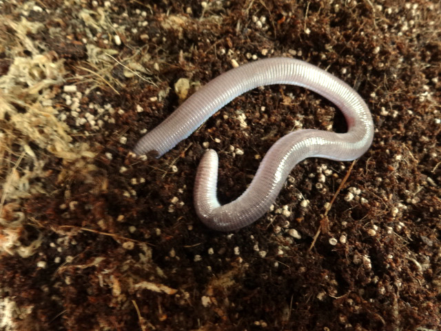 ヨツユビアホロテトカゲ(3)