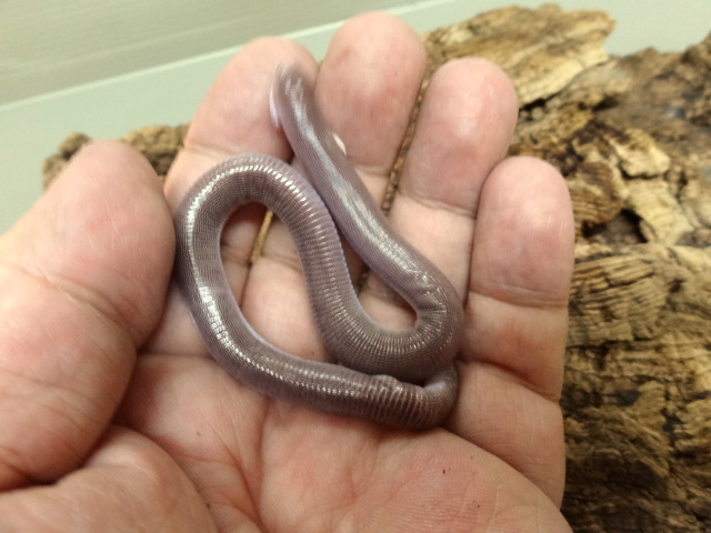 ヨツユビアホロテトカゲ(4)