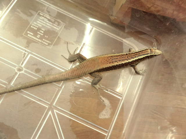 カムロオビトカゲ(1)