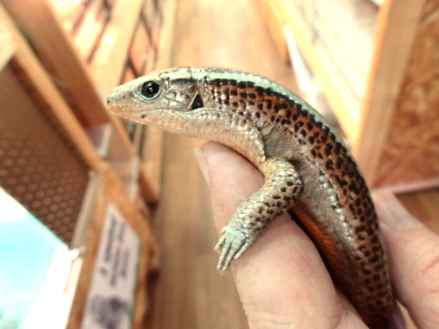 カムロオビトカゲ(3)