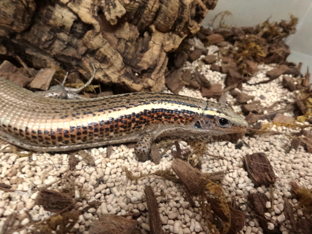 カムロオビトカゲ(4)