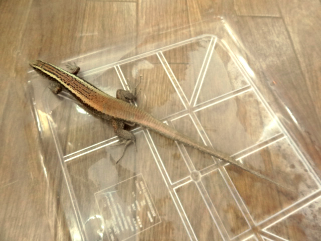 カムロオビトカゲ(2)
