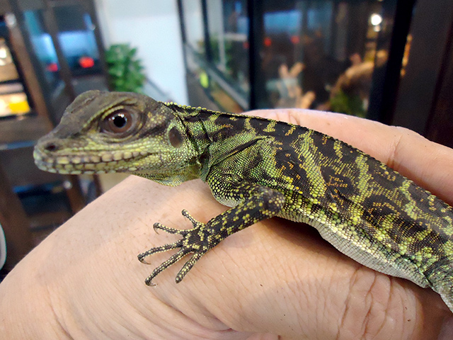 ハルマヘラホカケトカゲ(8)