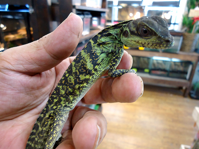 ハルマヘラホカケトカゲ(9)