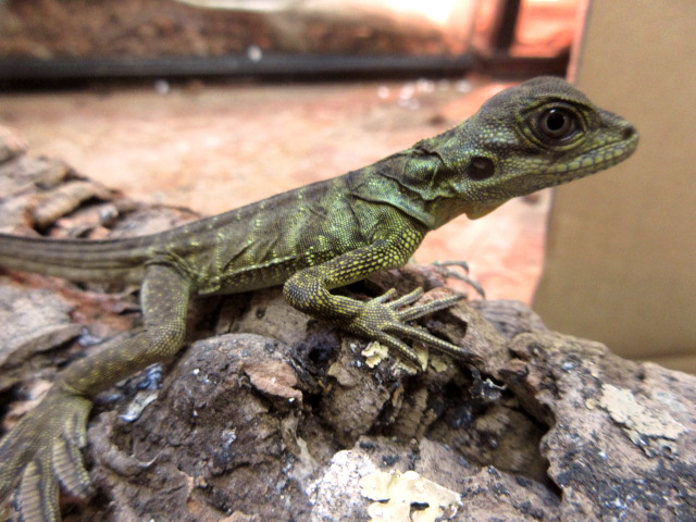 ハルマヘラホカケトカゲ(7)