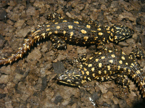 ディプレッサワーレンヨロイトカゲ(11)