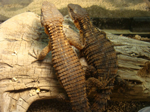 ジョーンズヨロイトカゲ(3)