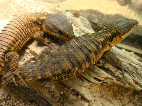 ジョーンズヨロイトカゲ(2)