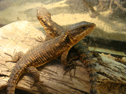 ジョーンズヨロイトカゲ