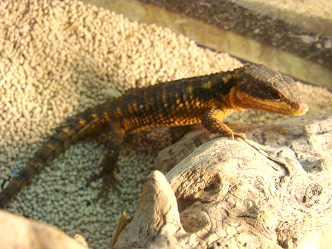 ジョーンズヨロイトカゲ(4)