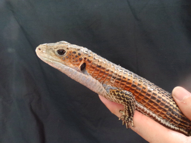 ニシオニプレートトカゲ(7)