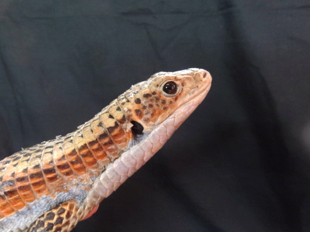 ニシオニプレートトカゲ(8)