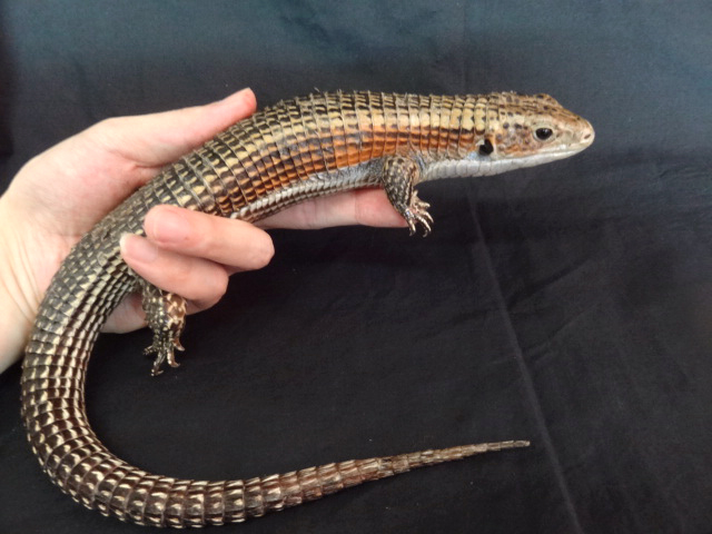 ニシオニプレートトカゲ(6)