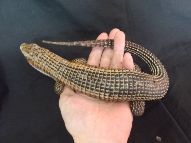 ニシオニプレートトカゲ(5)