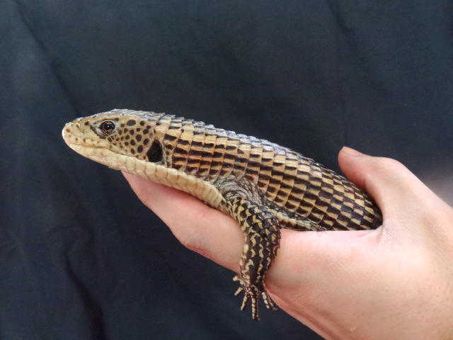 ニシオニプレートトカゲ(3)