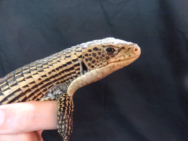 ニシオニプレートトカゲ(4)