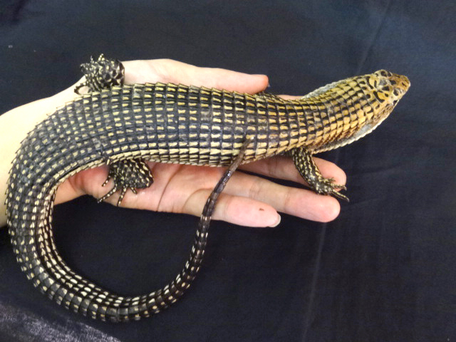 ニシオニプレートトカゲ(1)