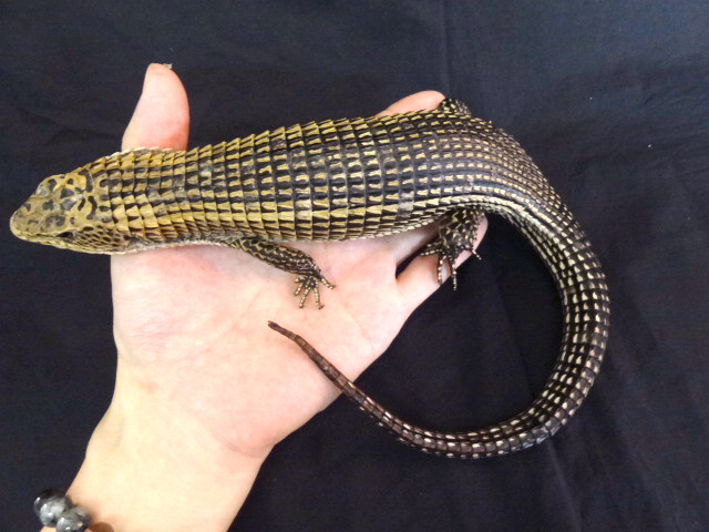 ニシオニプレートトカゲ(2)