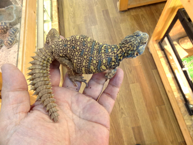 ソマリアトゲオアガマ(1)