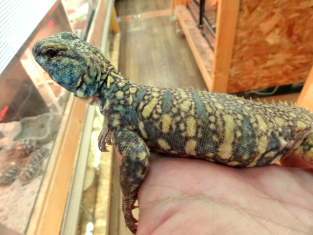 ソマリアトゲオアガマ(2)