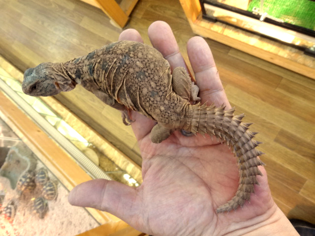 ソマリアトゲオアガマ(3)