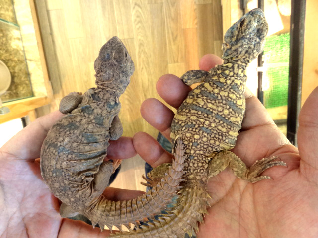 ソマリアトゲオアガマ(4)