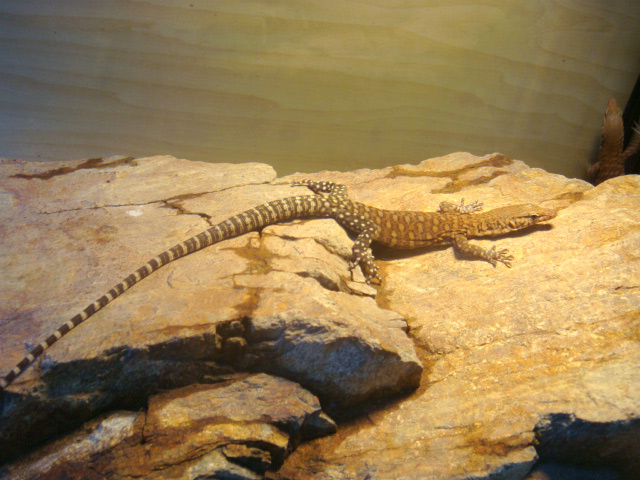 ピルバラロックモニター