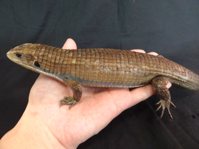 ヒガシオニプレートトカゲ(3)
