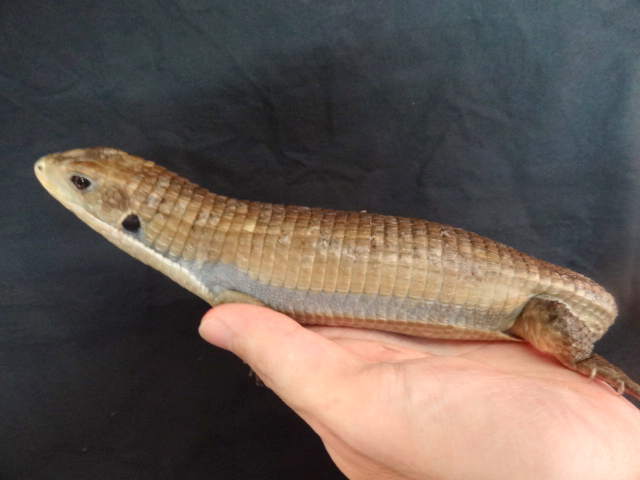 ヒガシオニプレートトカゲ(4)