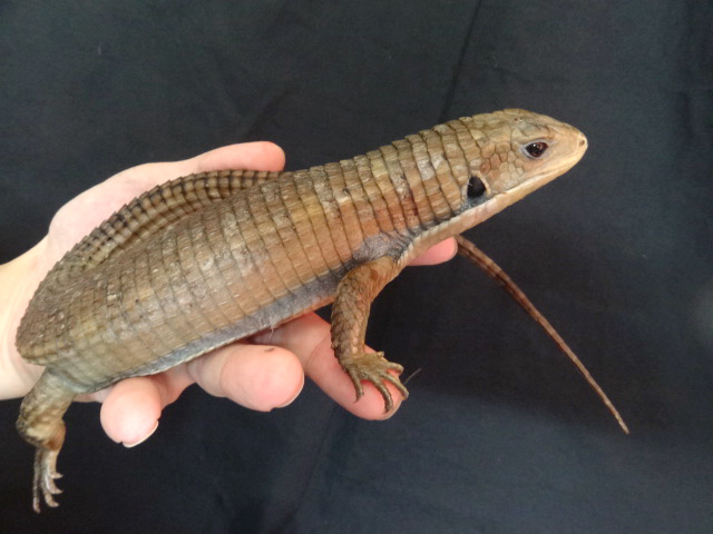 ヒガシオニプレートトカゲ(1)