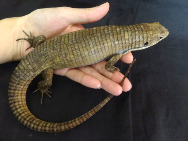 ヒガシオニプレートトカゲ(2)