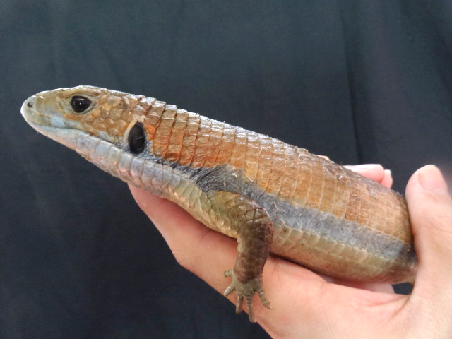 ヒガシオニプレートトカゲ(6)