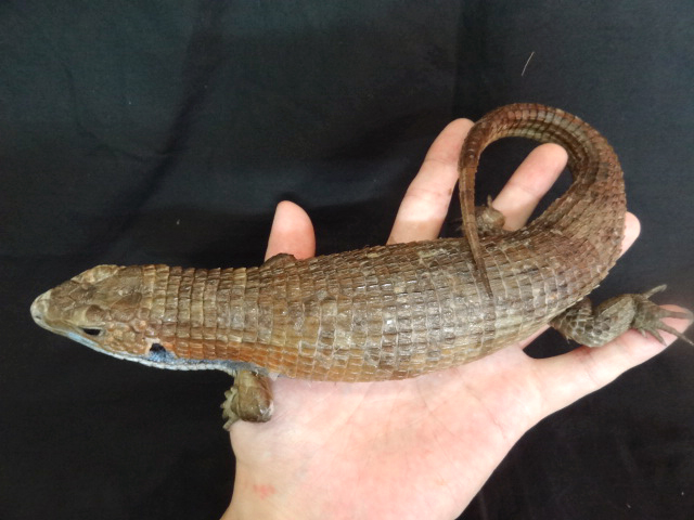 ヒガシオニプレートトカゲ(5)