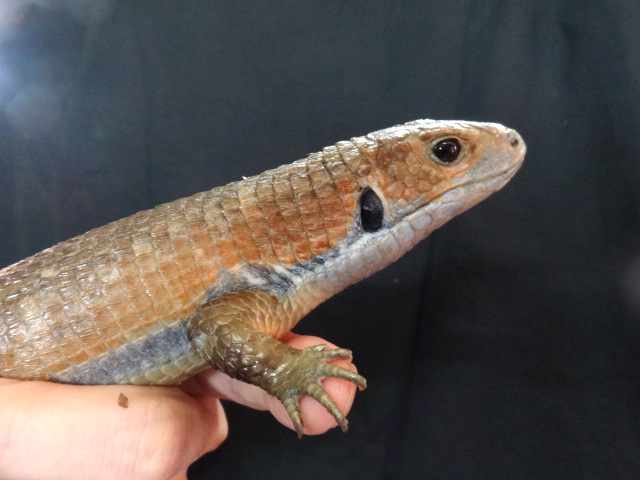 ヒガシオニプレートトカゲ(7)
