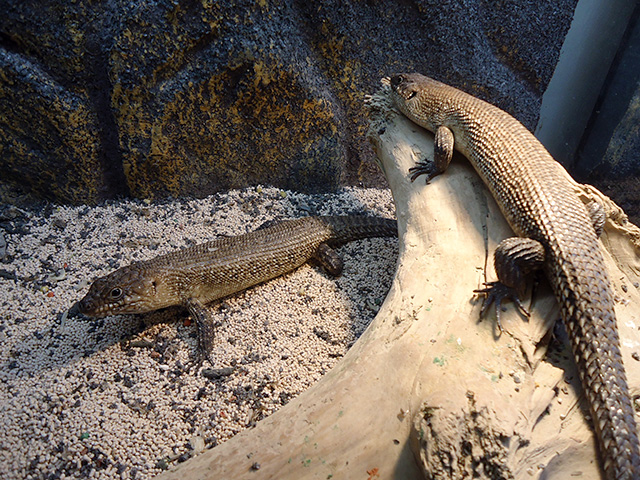 カニンガムイワトカゲ(2)