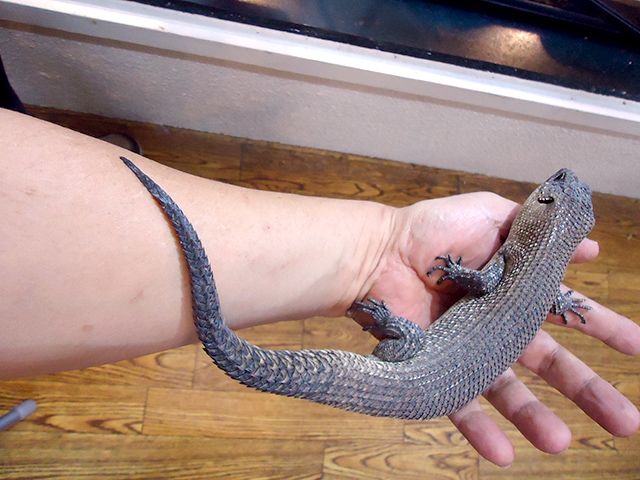 カニンガムイワトカゲ(4)