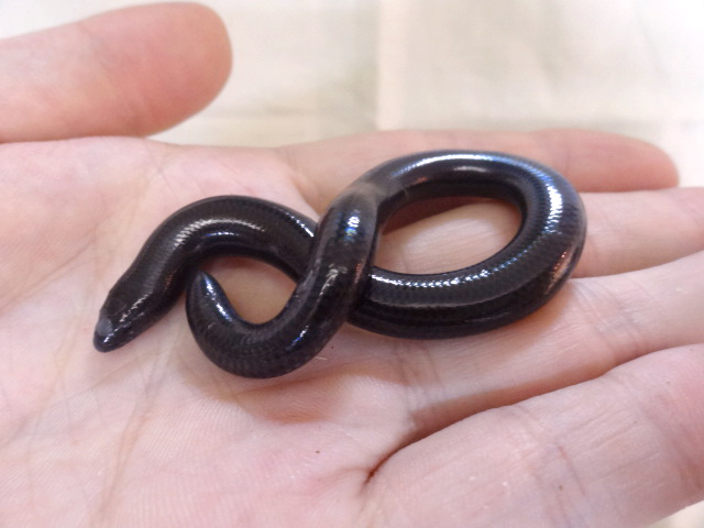 ラブリッジクロアシナシスキンク(5)