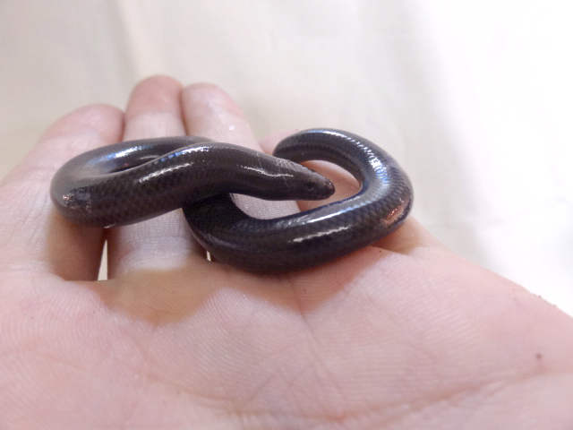 ラブリッジクロアシナシスキンク(6)