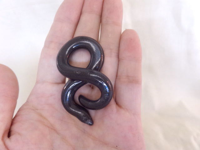 ラブリッジクロアシナシスキンク(7)