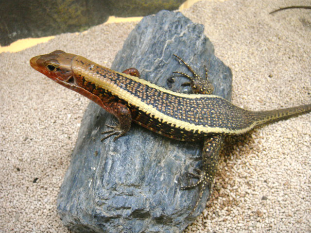 ヒラオオビトカゲ(1)
